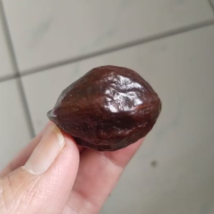 Kemiri Adu Muncang Adu LK Ori Pasangan Mewah Garung