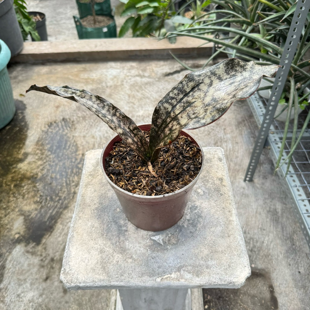 sansevieria kirkii brown
