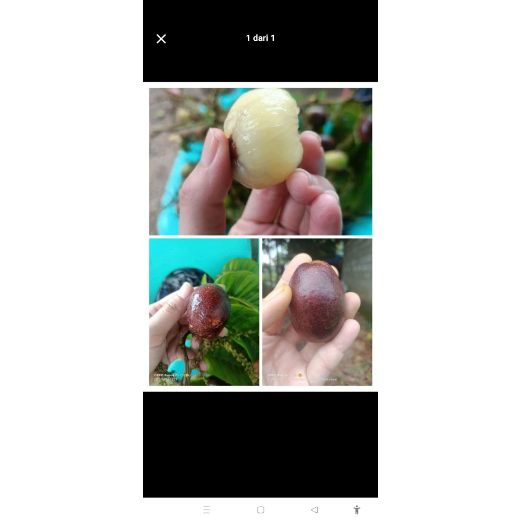 

matoa manis daging tebal kulit merah matoa