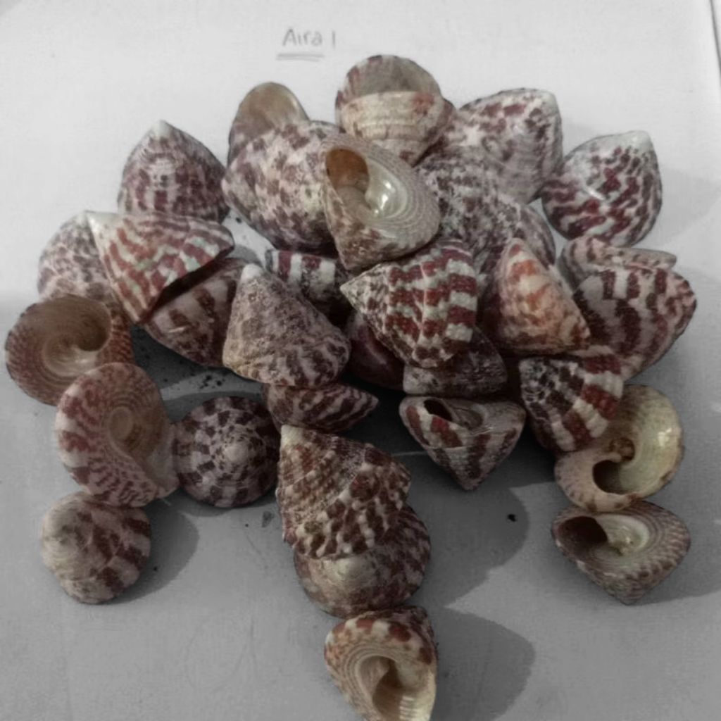 

cangkang kerang lola /cangkang siput laut kerucut 100g