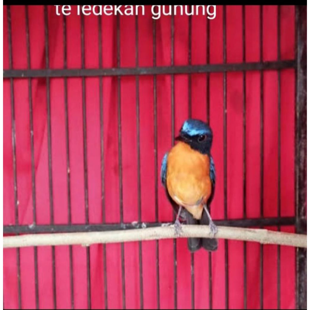 tledekan gunung Sumatra