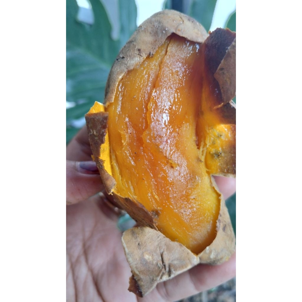 

Ubi Cilembu Oven manis legit