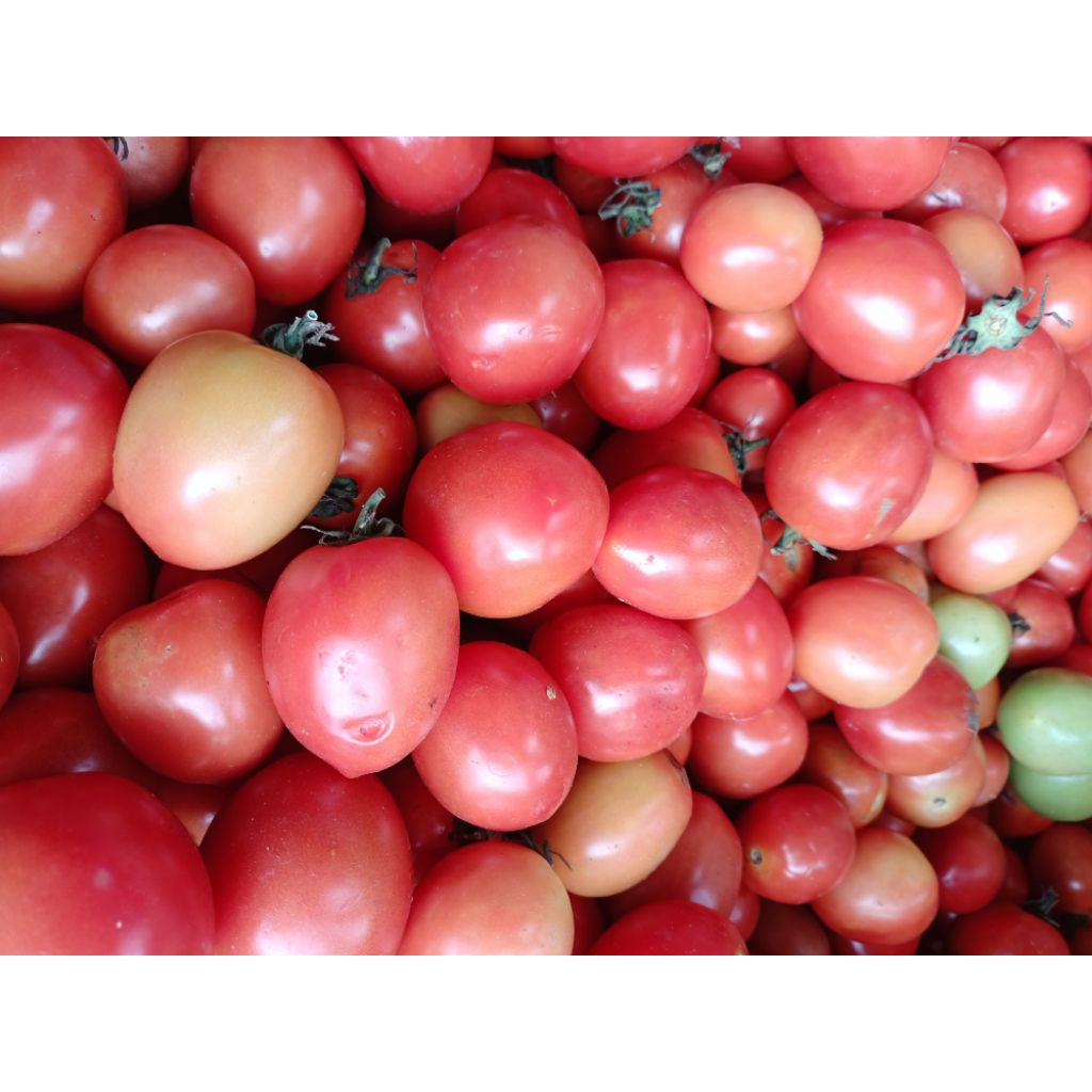 

Tomat Fresh 1kg