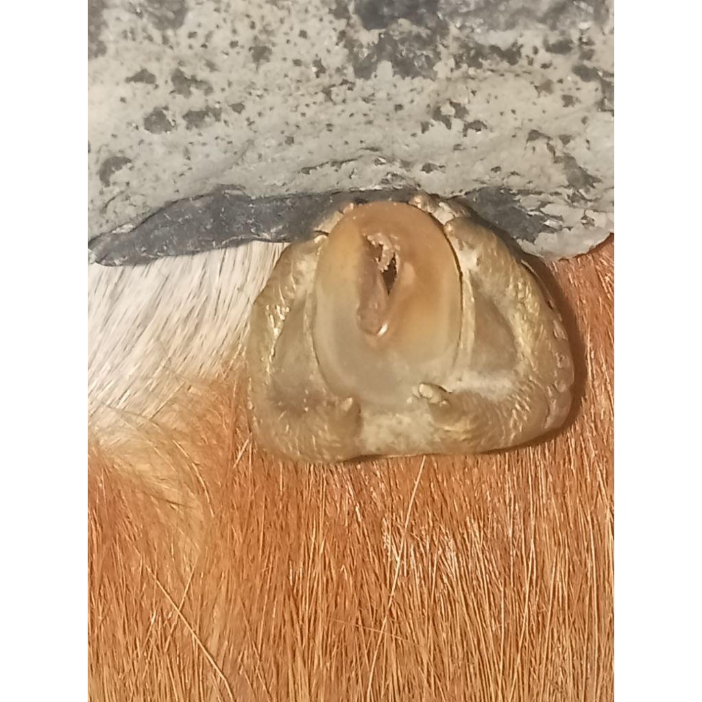 natural batu combong antik