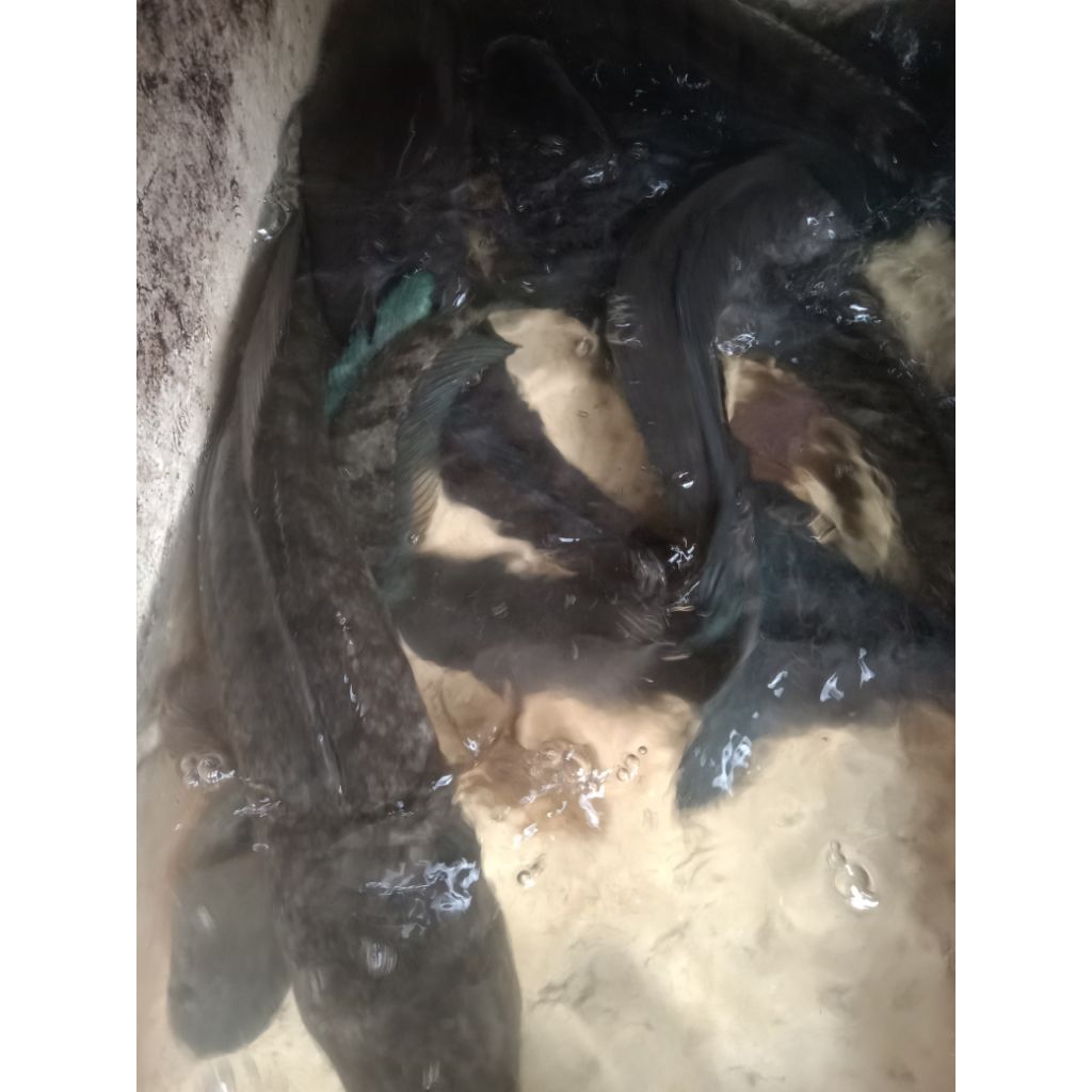 

IKAN GABUS BESAR 1KG ISI 1