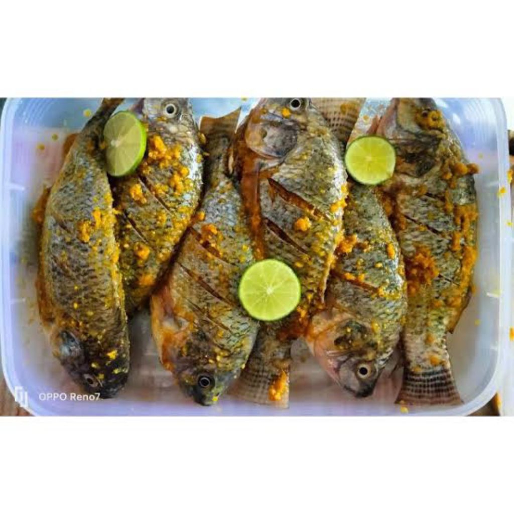 

ikan mujair marinasi ada bonus minyak ⭐⭐⭐⭐⭐⭐
