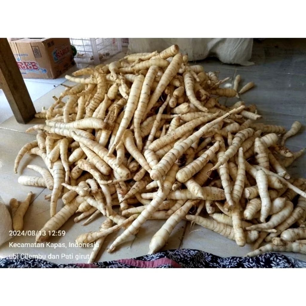 

9.5 KG UMBI GARUT SEGAR