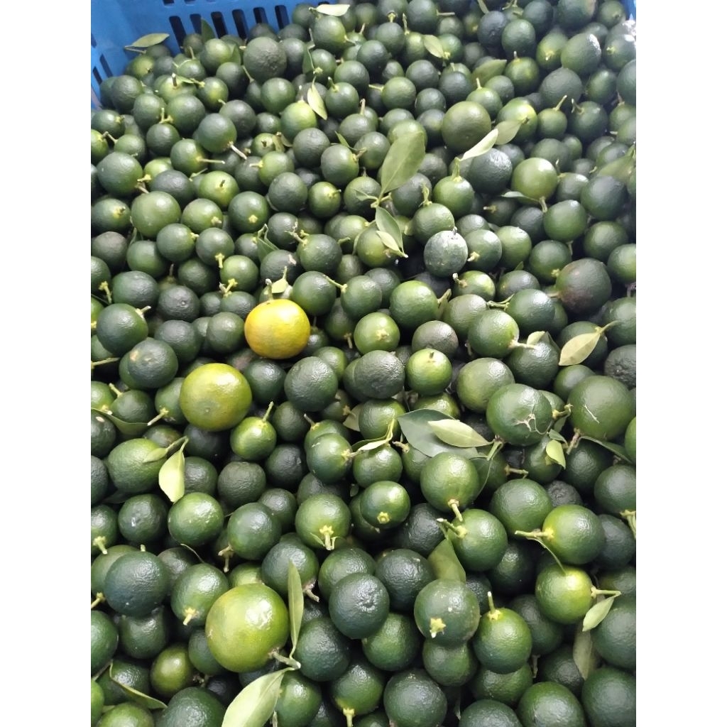 

Jeruk Sonkit / Jeruk Kasturi 1kg