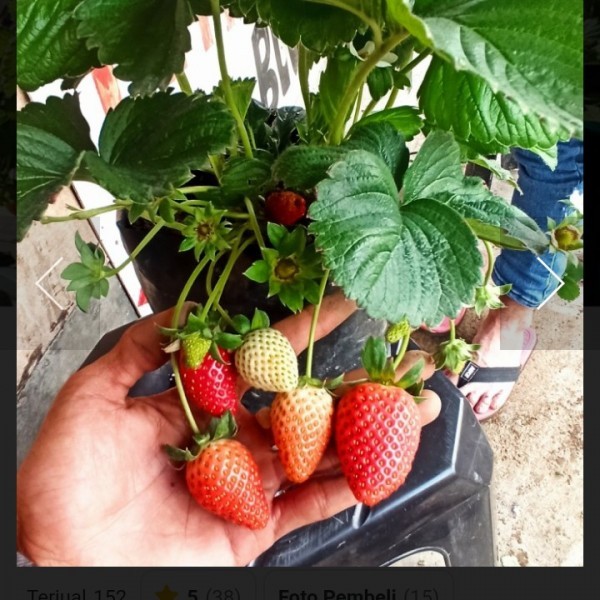 Bibit Tanaman Strawberry Mencir Berbuah