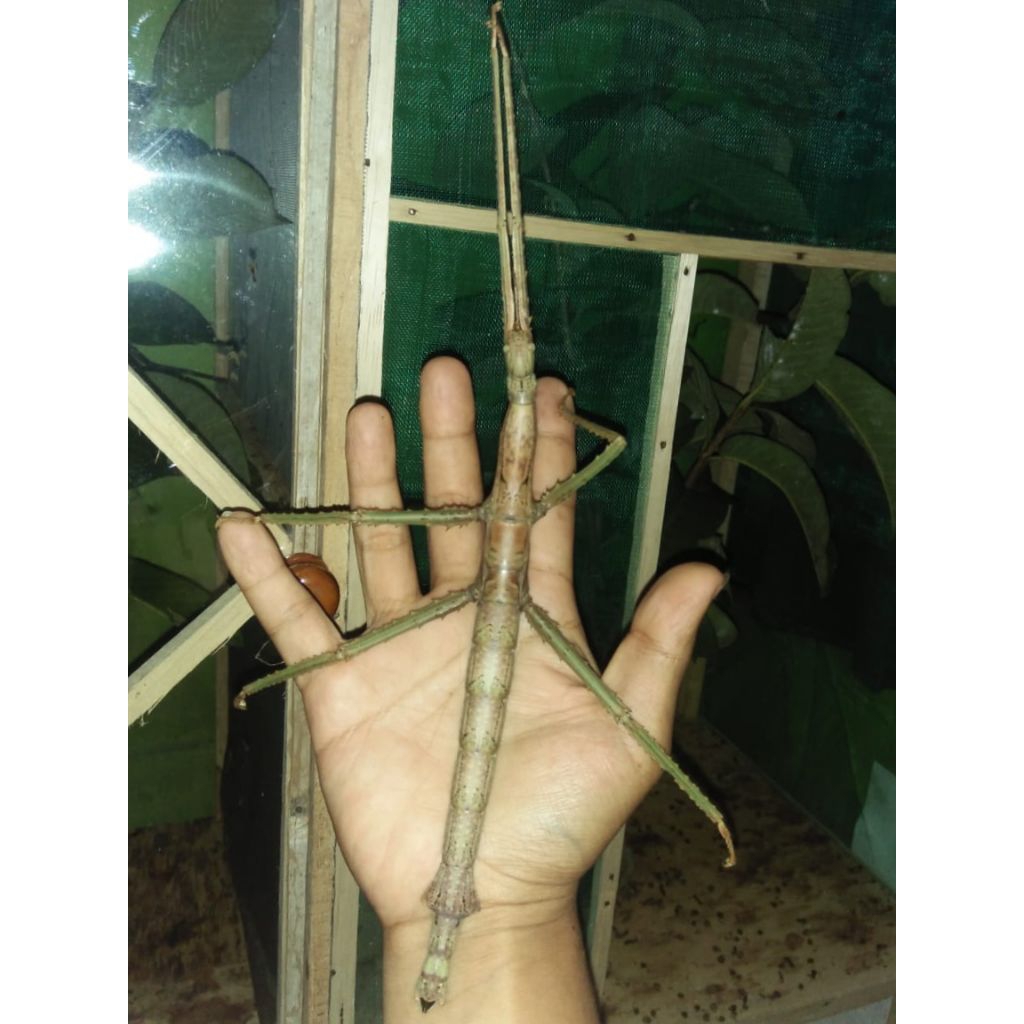 Telur belalang stik / ranting Pharnacia Sumatrana