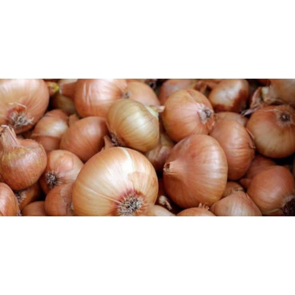 

Bawang Bombay Bawang Bombai 1 Pcs