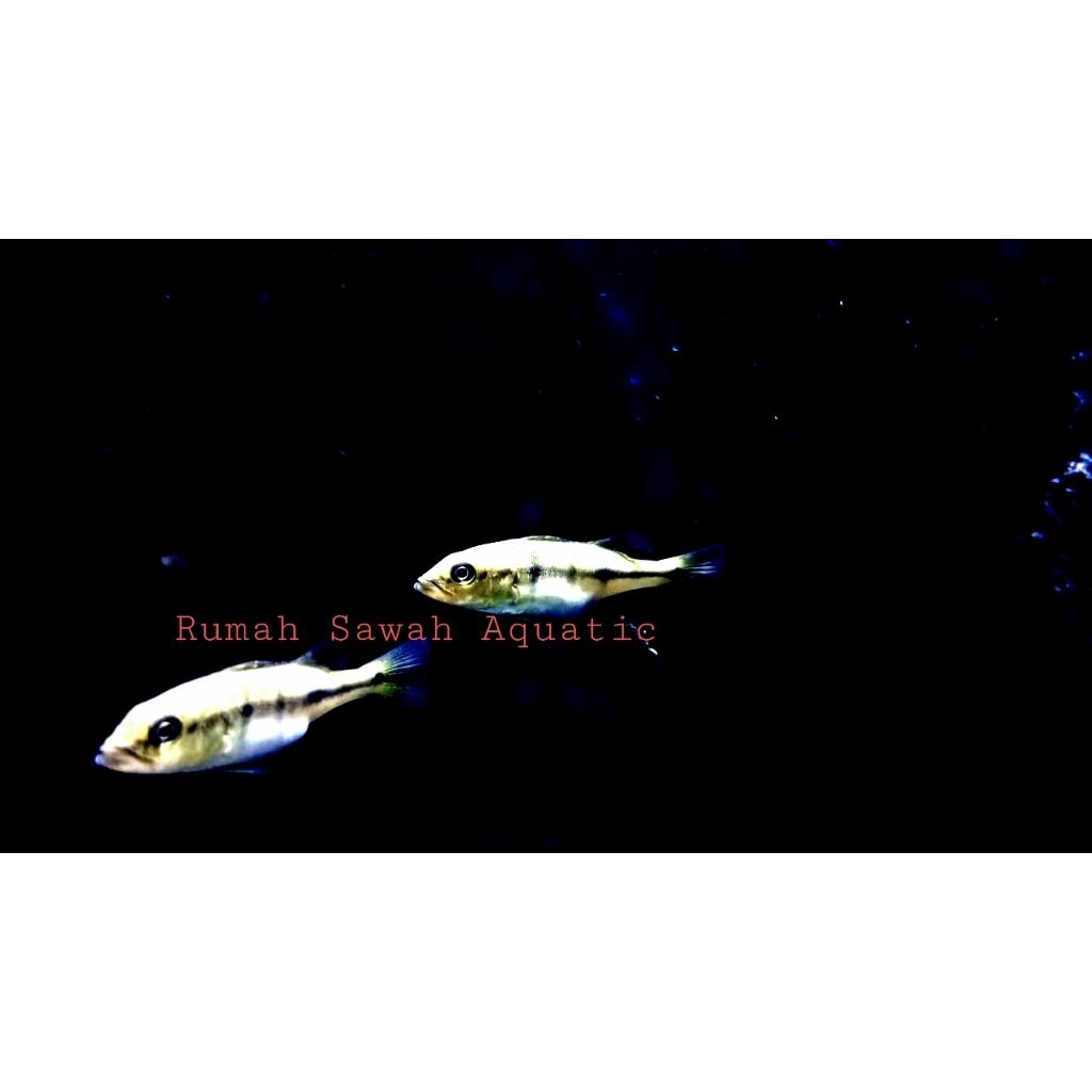 Pbass Orinoco / Peacock Bass Orinoco