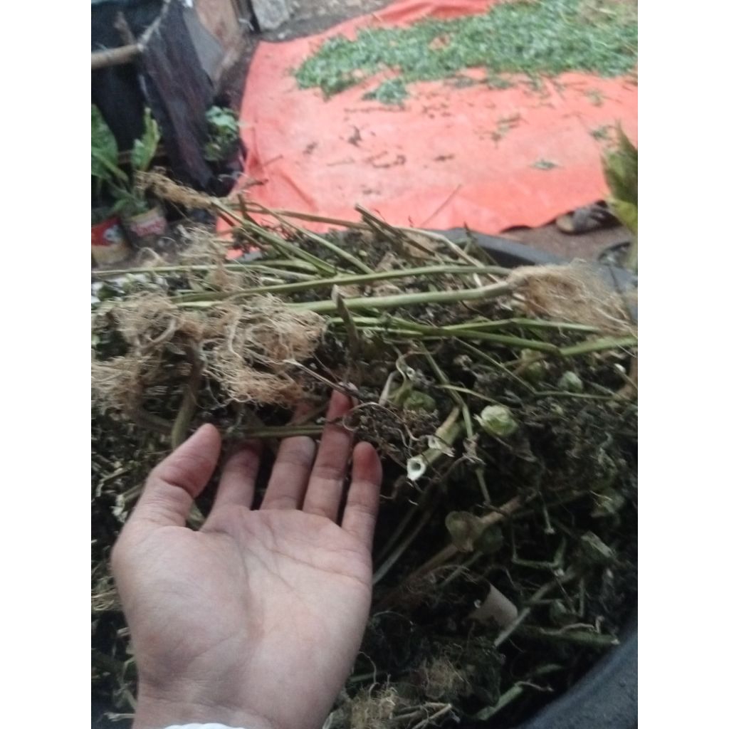 

Daun Ciplukan Kering Kumplit Akar batang Daun 1kg