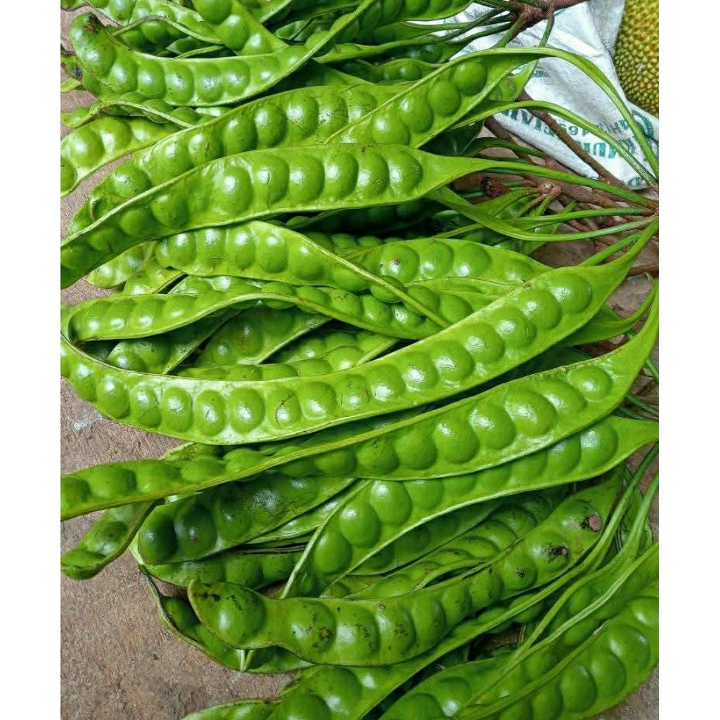 

Pete petai Super tua 10 papan/lonjor