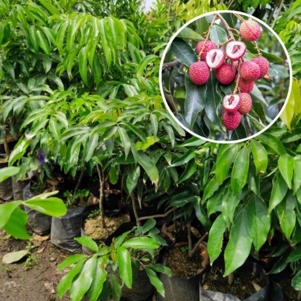 

promo menarik LECI MERAH