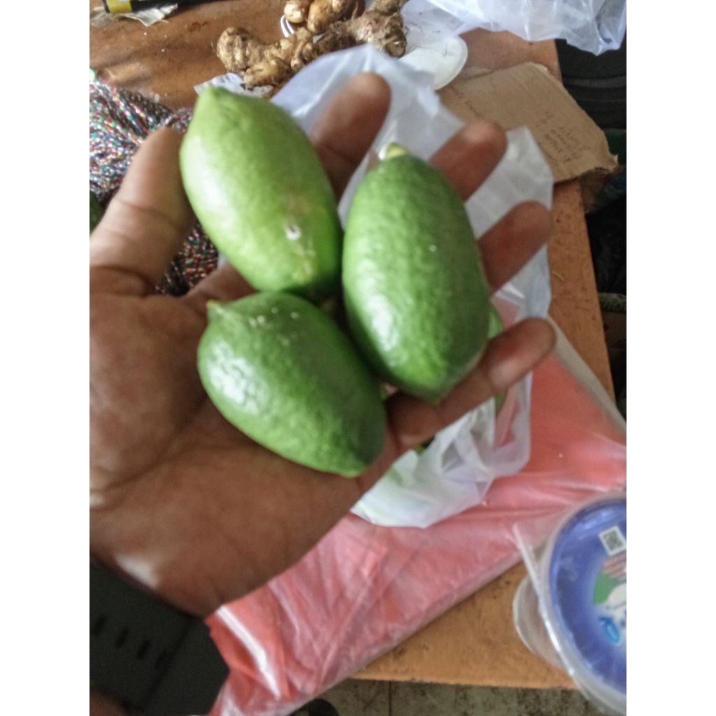 

JERUK BUAYA CANTIK FREES SEGER PER 1PCS