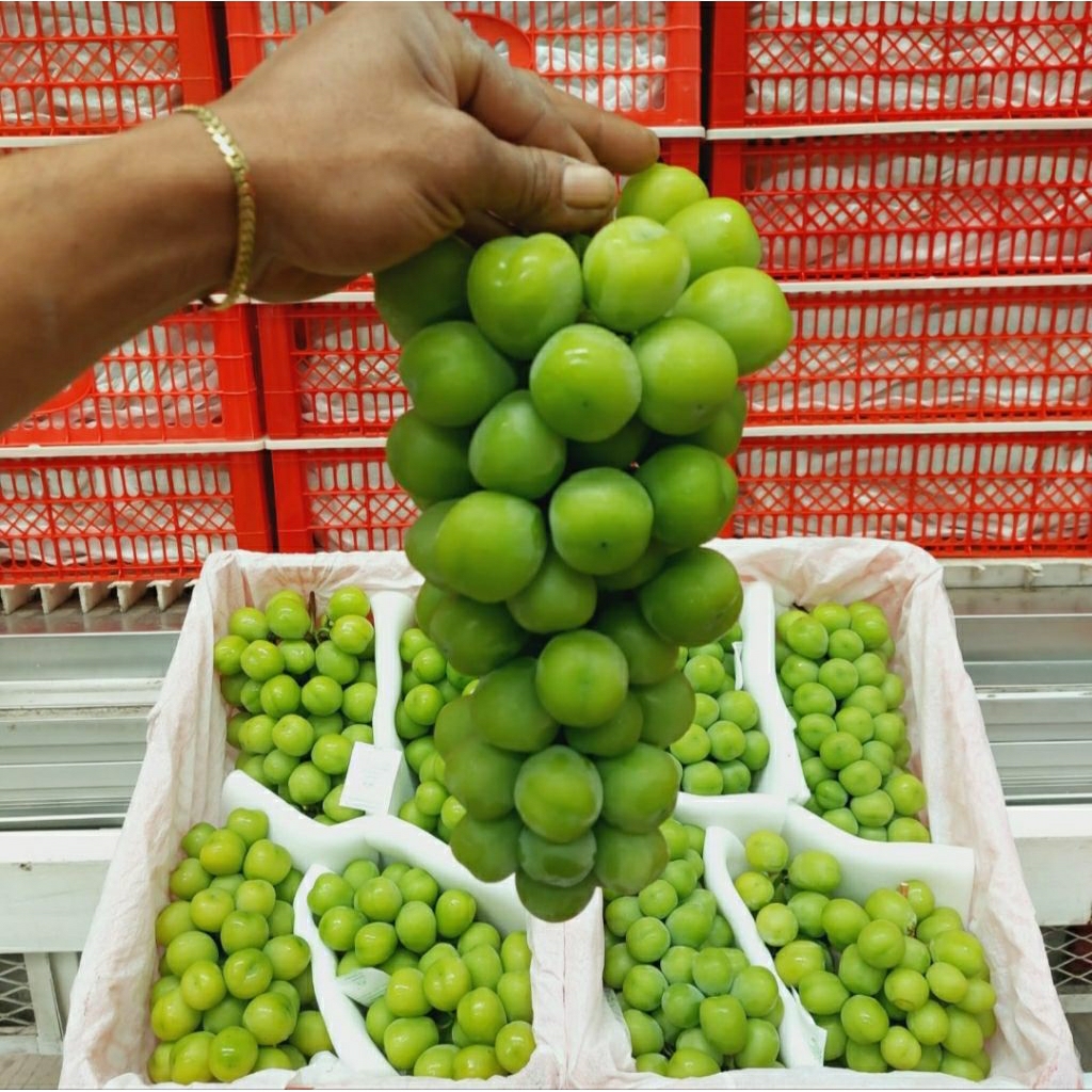 

Anggur shine muscat kranjang premium