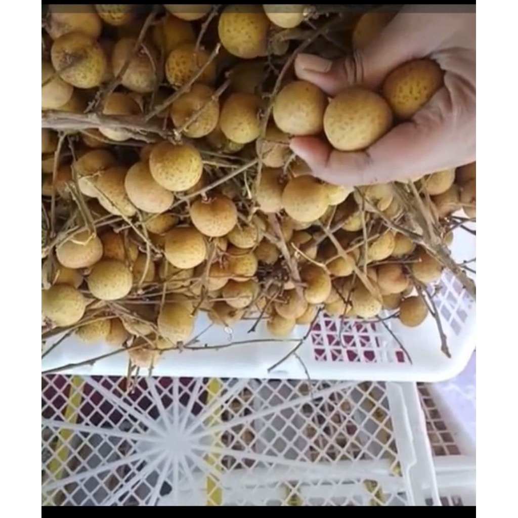 

Kelengkeng manis 1 kg