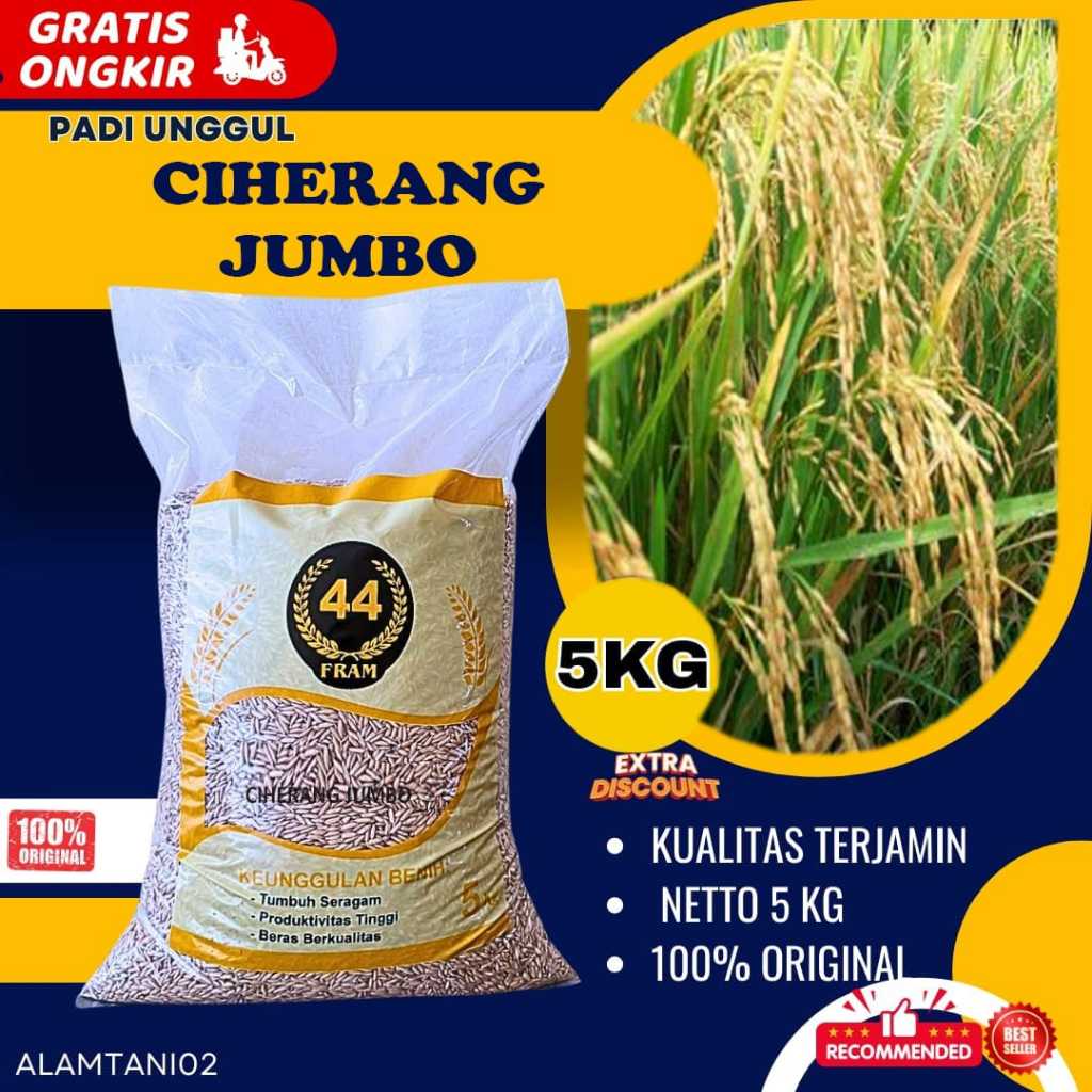 benih padi bibit padi CIHERANG JUMBO  genjah kemasan 5 kg kualitas premium