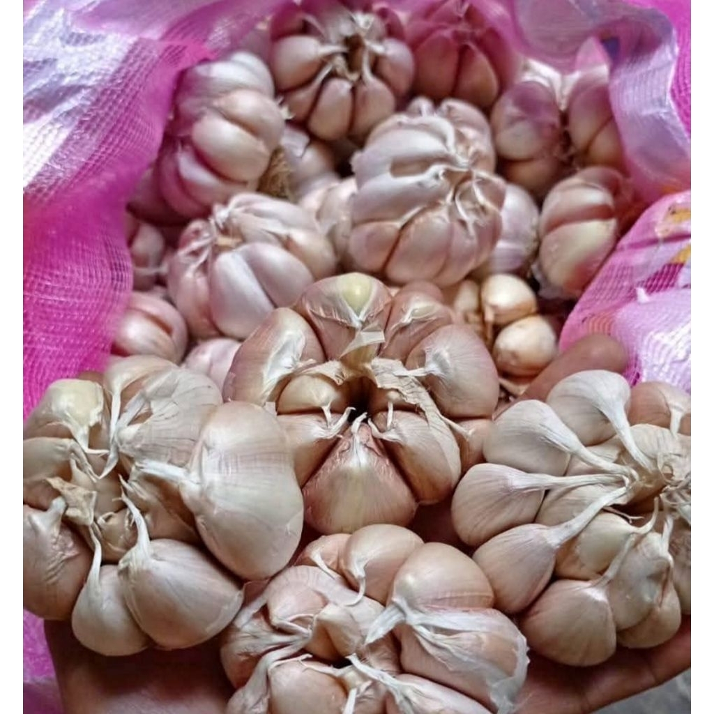 

10 kg bawang putih kondisi bersih