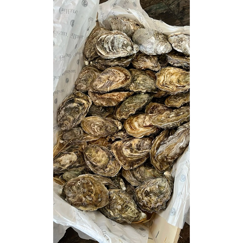 

Oyster / Kerang Tiram 1kg