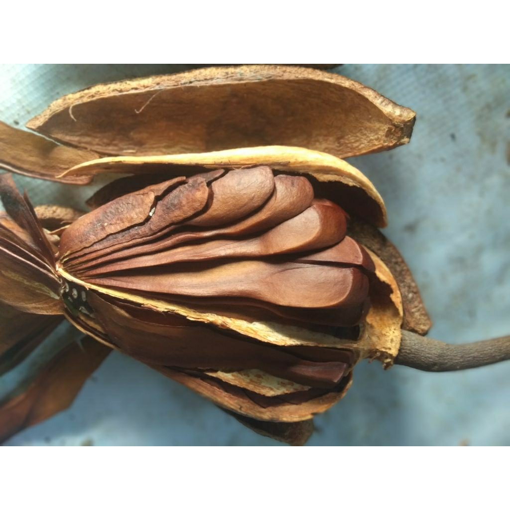 

Biji Mahoni Kering Swietenia Mahagoni