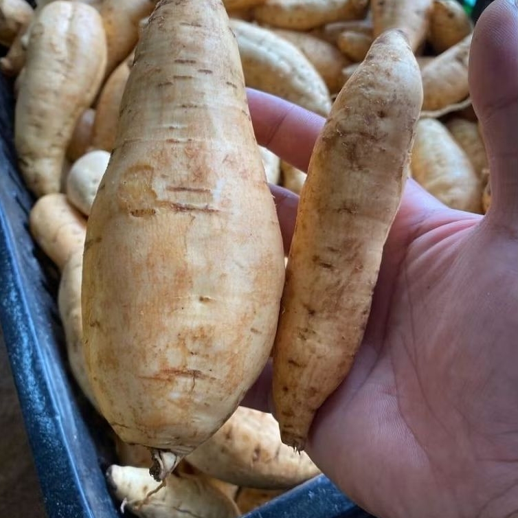 

jual murah umbi luar putih dalam merah umbi/hui jalar berat 1 kg