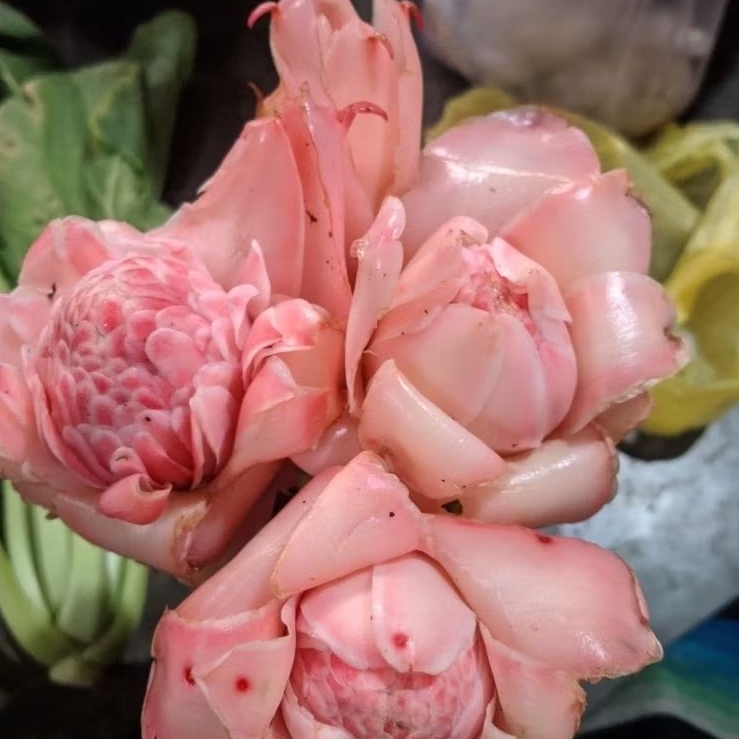 

bunga kecombrang segar siap pakay berat 1 kg