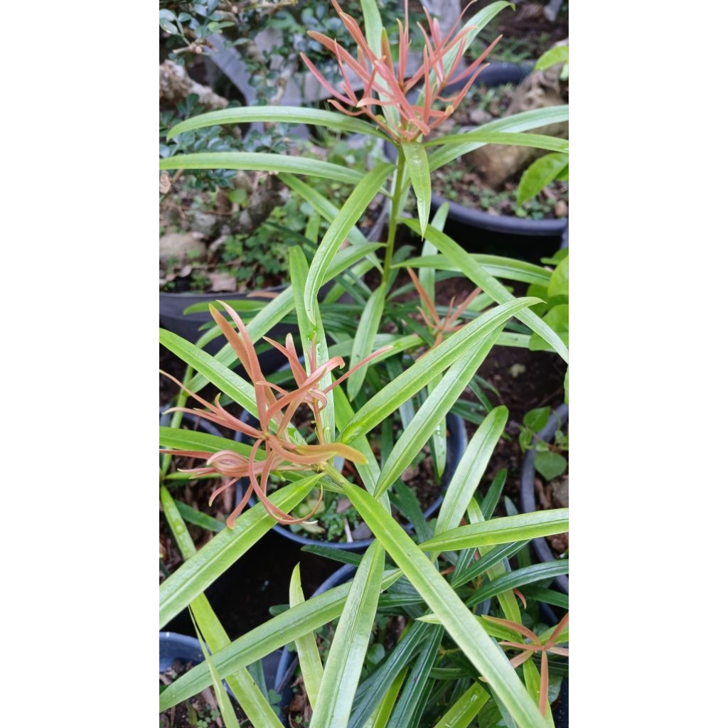 Lohansung pucuk merah