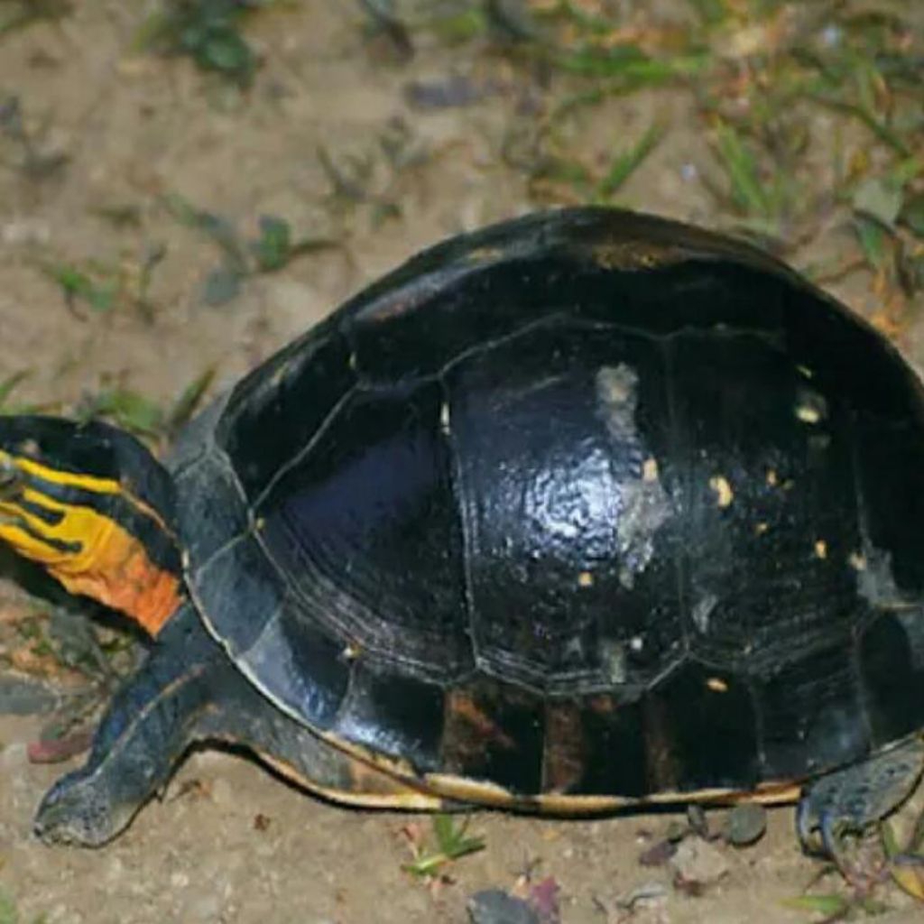 Kura kura berkualitas indukan ambon jantan ukuran 18-30cm. kura kura siap kawin, sehat, gesit dan la