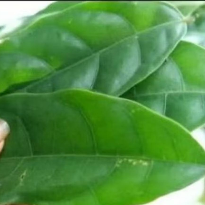 

obat herbal daun hantap segar siap pakay berat 500 gram