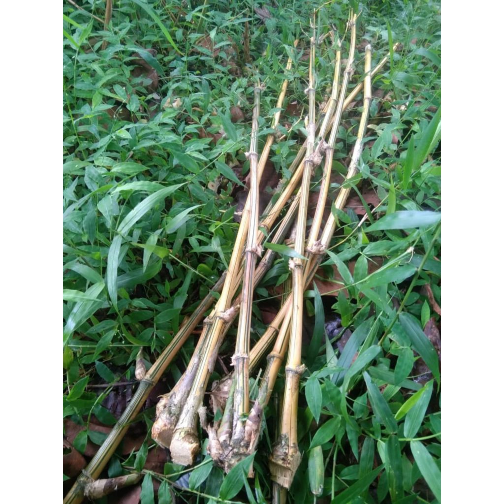 Bibit stek bambu kuning 1 meter