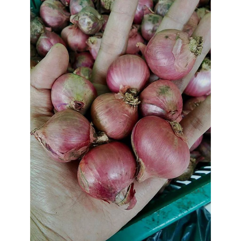

Bawang merah Fresh