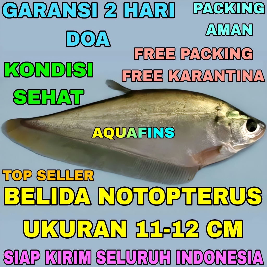 HIASAN BELIDA NOTOPTERUS HITAM METALIC UKURAN 11-12 CM