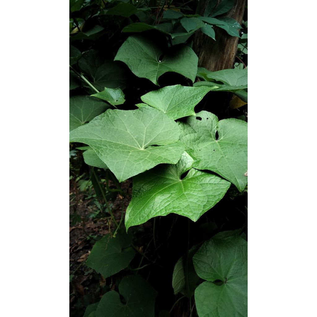 

daun labu siem per 30 lembar