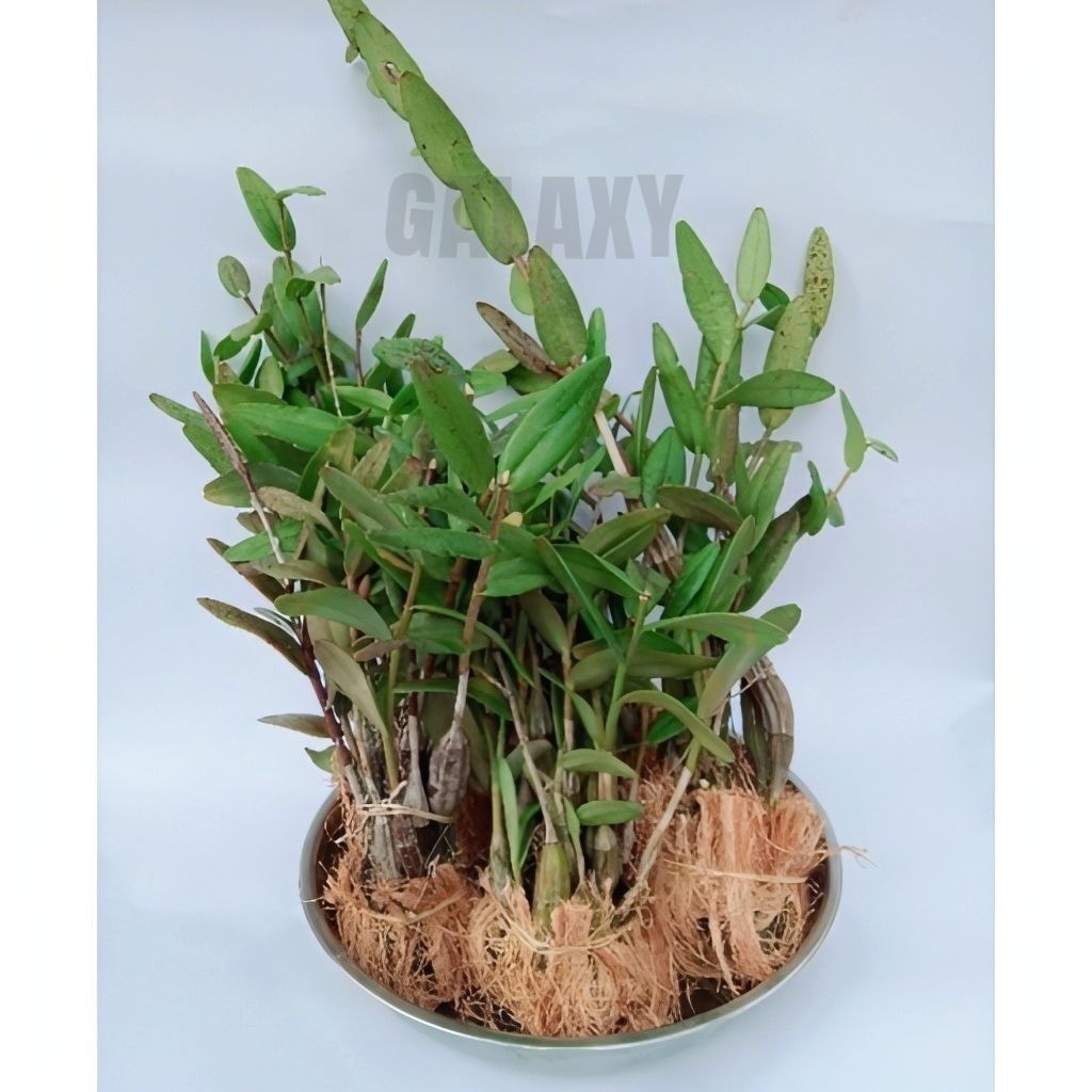 Anggrek Merpati baby /Anggrek Merpati perumpun murah