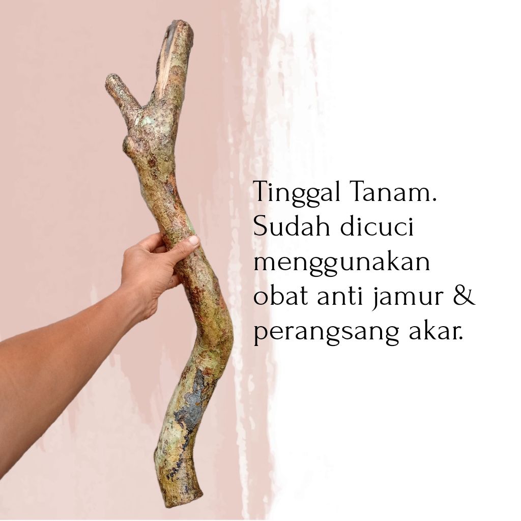 Stek batang bahan bonsai sakura lokal berkarakter