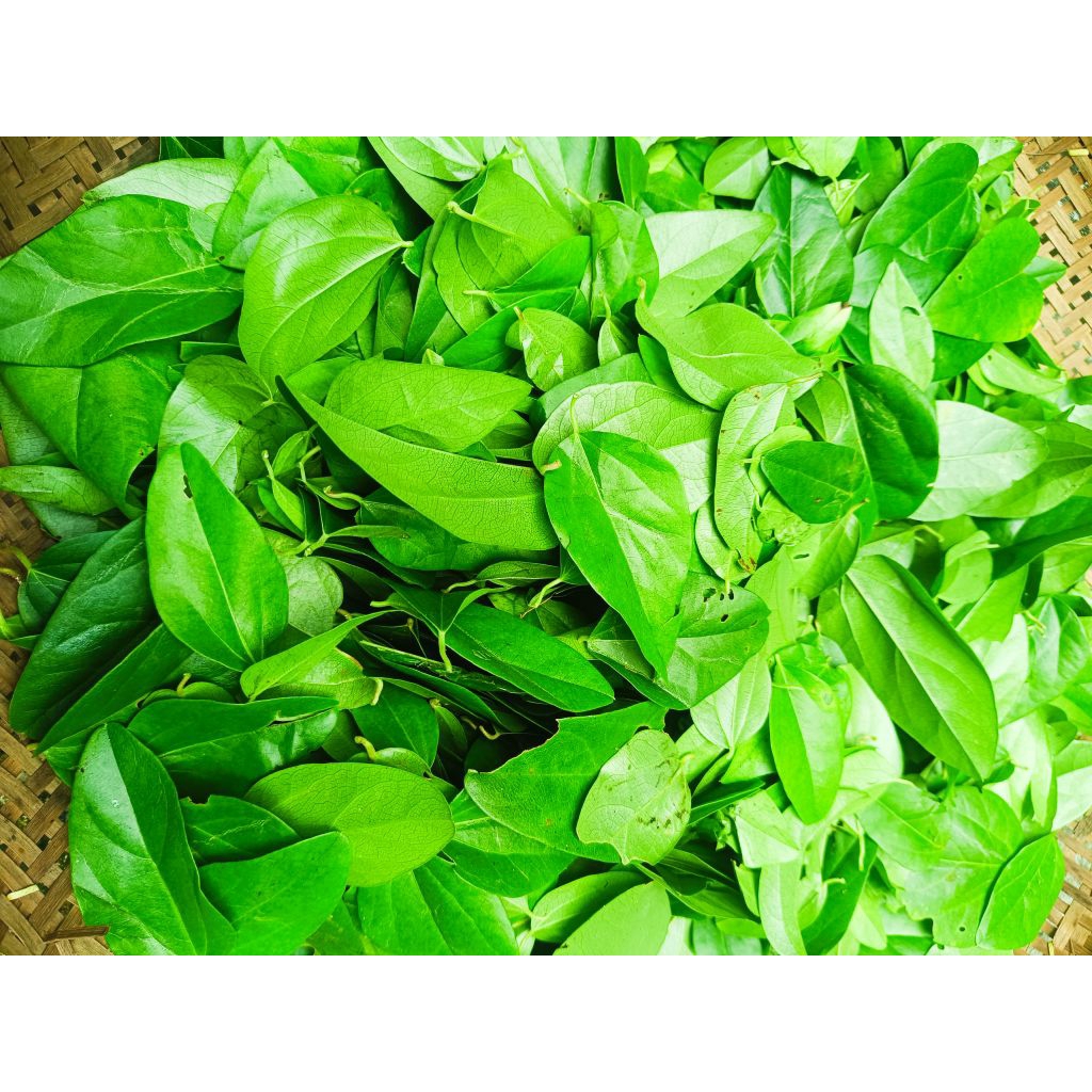 

DAUN CINCAU HIJAU SEGAR (1KG)