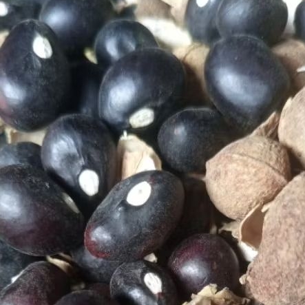 

Benih Kacang Tanah Bogor 200 biji - Bibit kacang tanah bogor super unggul - bibit kacang banten - benih siap tanam / olahan