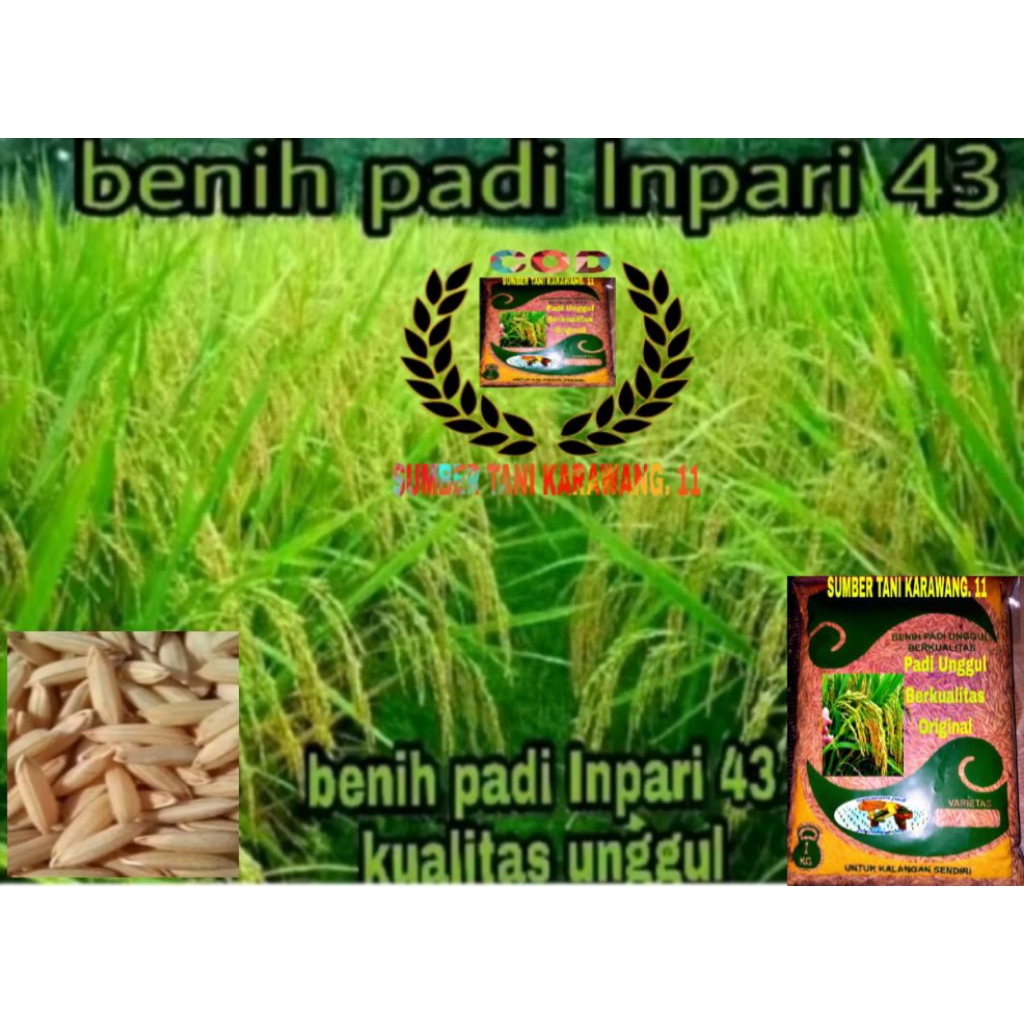 Benih bibit padi INPARI 43 Super unggul per 1kg
