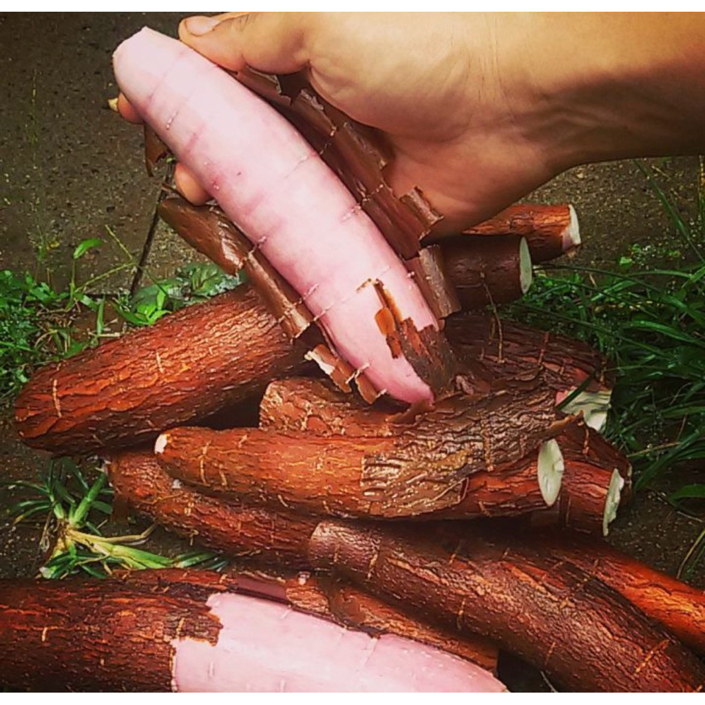 

singkong apuy/ singkong kulit merah frees 500gram