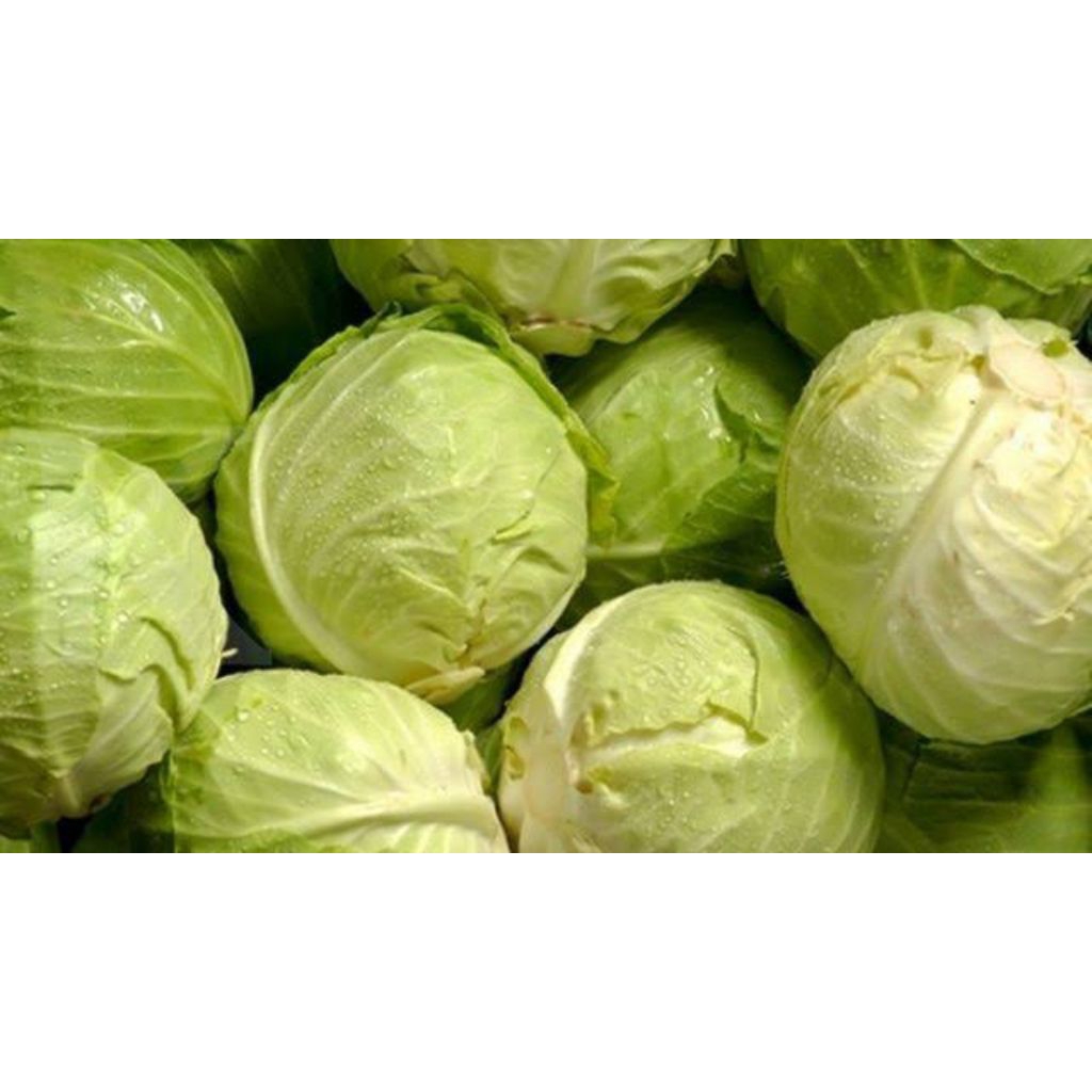 

Sayur Kol Segar 1 Pcs