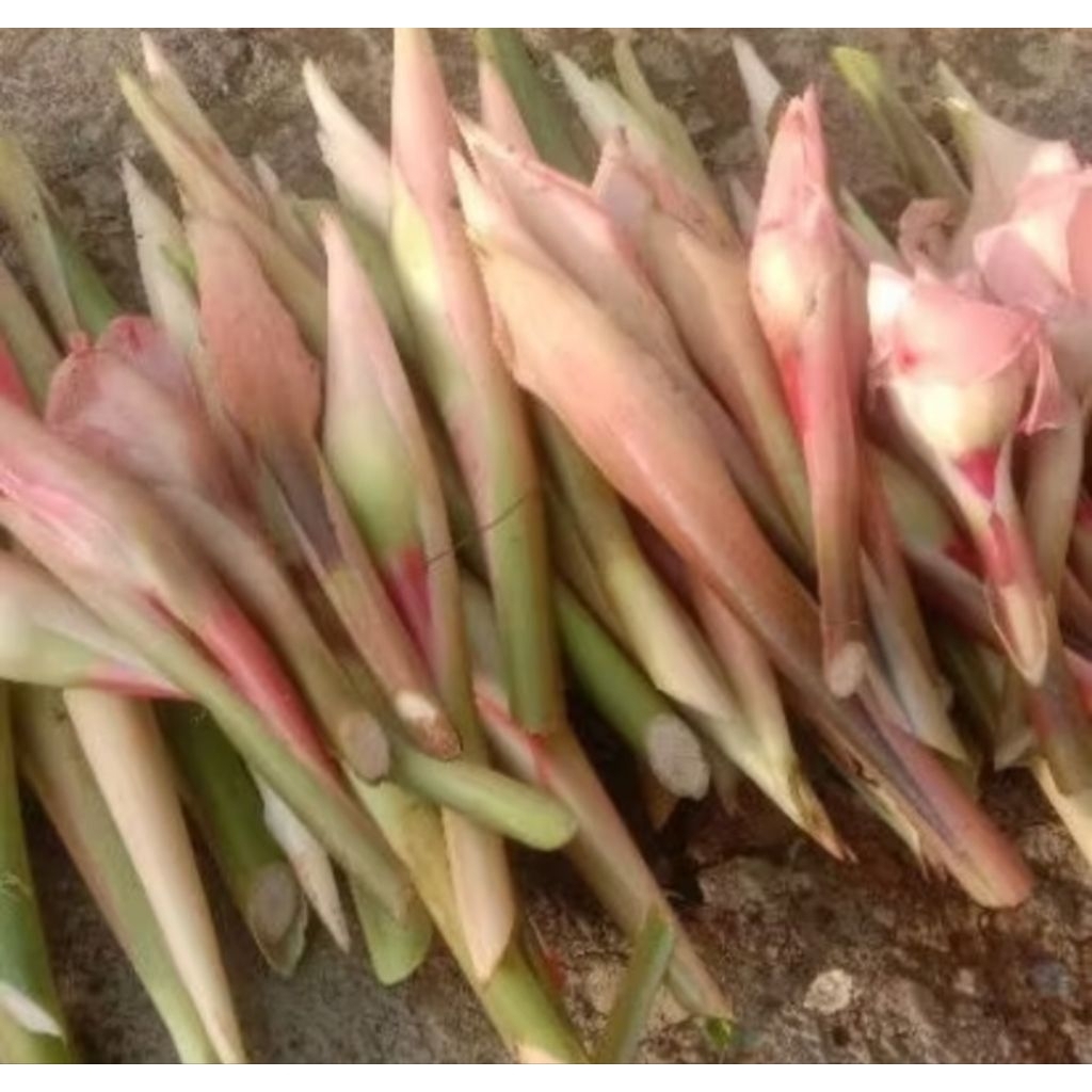 kecombrang/kincung segar 1kg