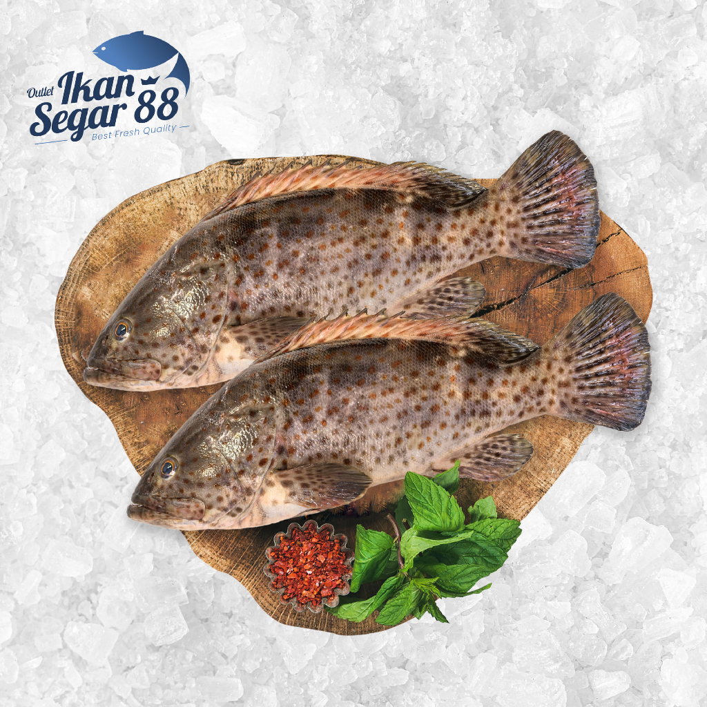 Ikan Kerapu Macan / Ikan Kerapu Totol Ikan Laut Segar Berkualitas / Ikan Beku