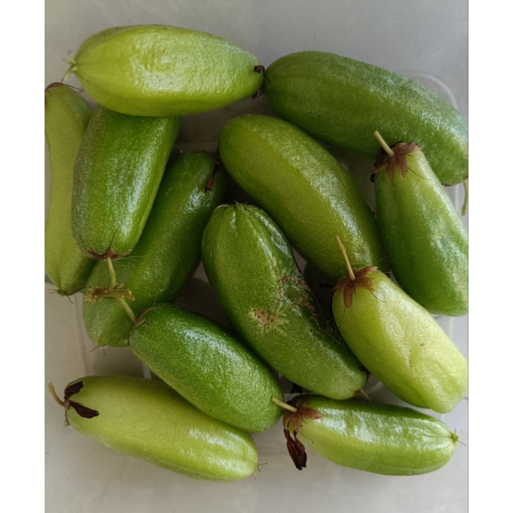 

BELIMBING SAYUR ATAU BELIMBING WULUH FRESH TIAP HARI