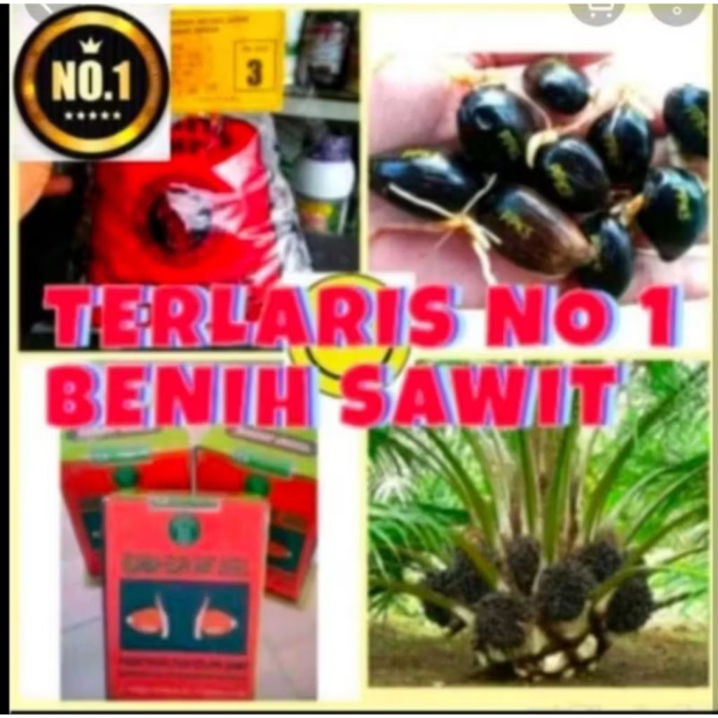 biji kecambah sawit