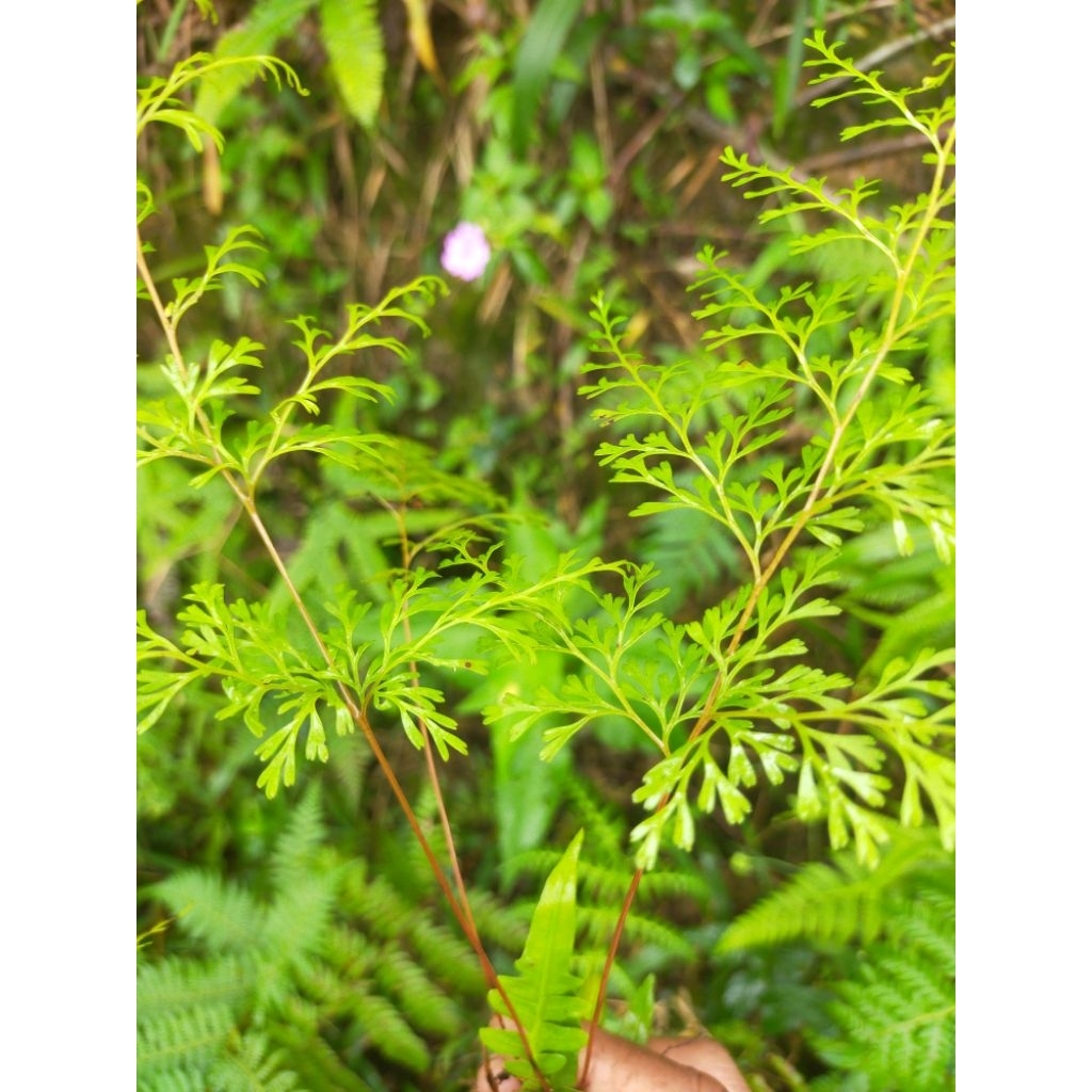 

pakis mini daun kecil langka