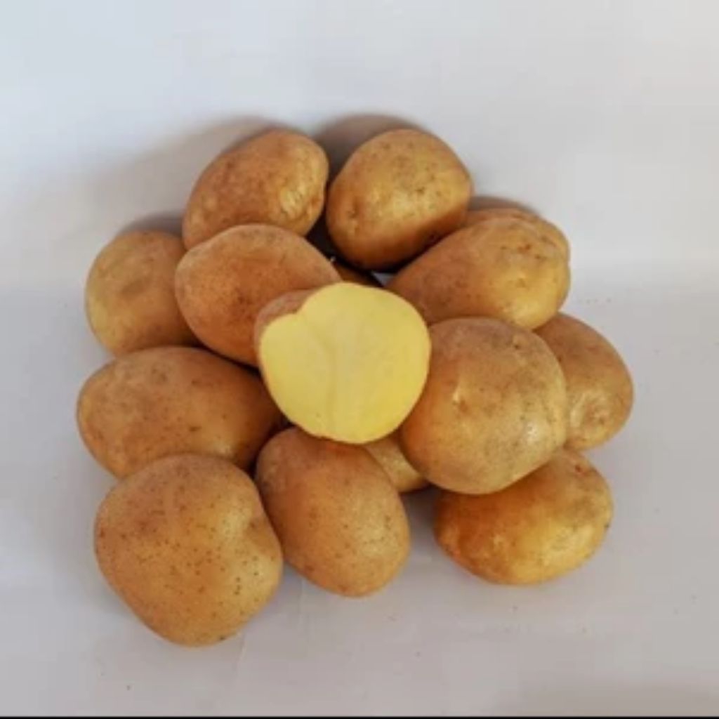 

kentang kecil dieng kuning 1 kg