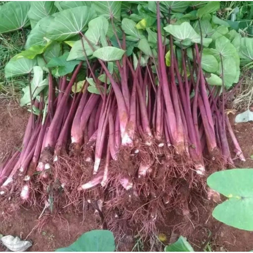 Bibit Talas Ungu per 20 btg