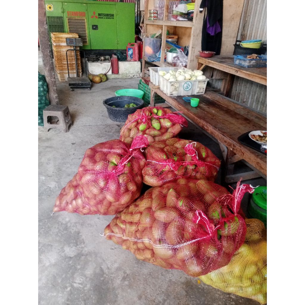 

1kg Mangga Muda Fresh Dan Segar Untuk Rujak